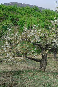 果树嫁接后盛开白色的梨花