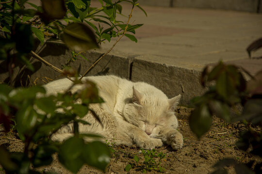 猫猫