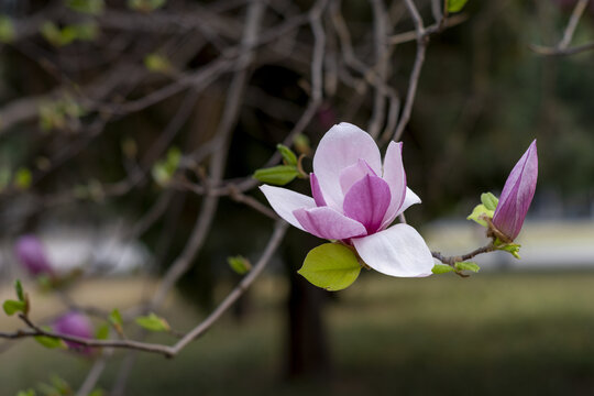 玉兰花