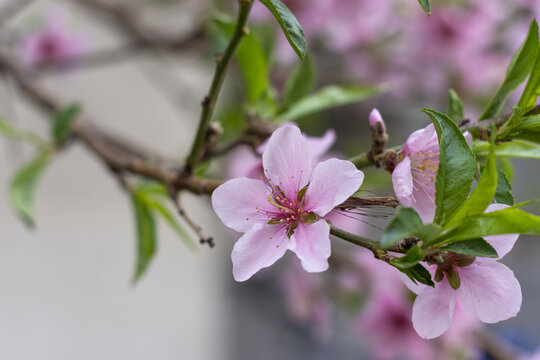 樱花