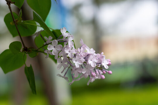 丁香花