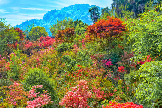 蓝天青山红杜鹃