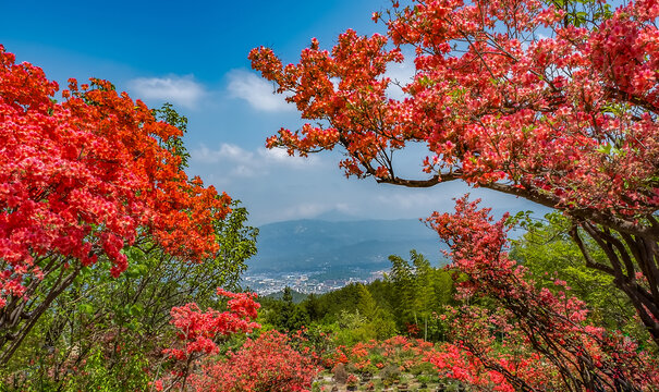 山丹丹开花红艳艳