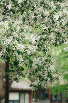 春天开花的白色流苏树