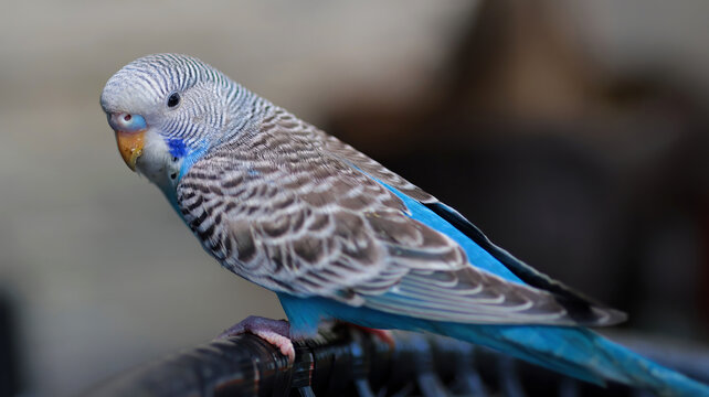 蓝色虎皮鹦鹉