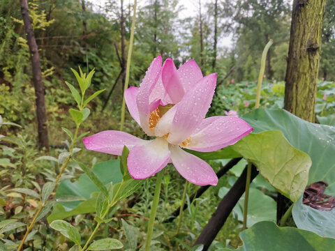 雨后荷花