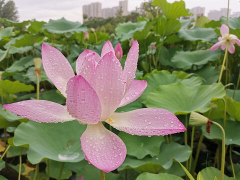 雨后荷花