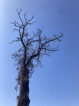 冬天枯树