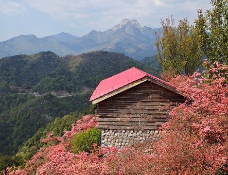 安徽岳西天峡景区杜鹃花