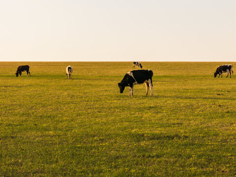 草原牛群傍晚牧场