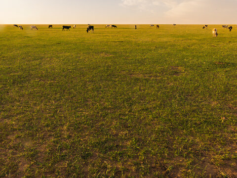 傍晚草原牧场牛群