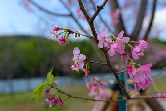 樱花