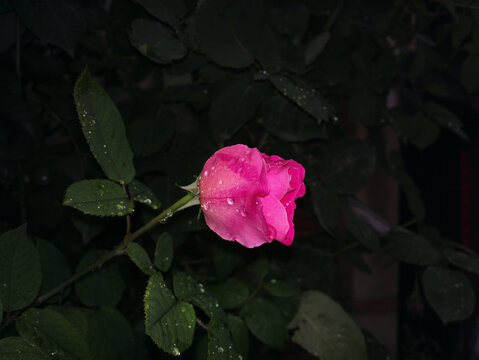 月季花