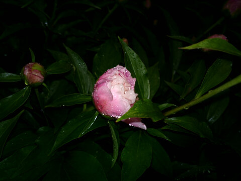 牡丹花