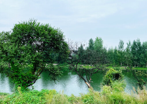 陕西沣河绿水风景