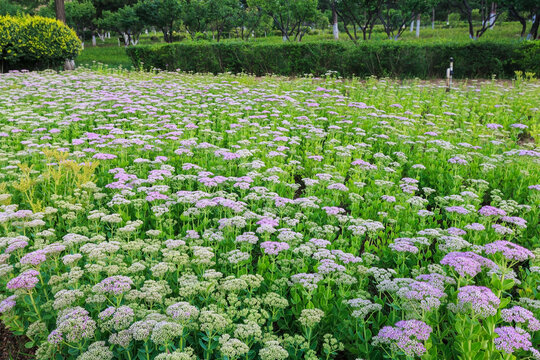 长药八宝