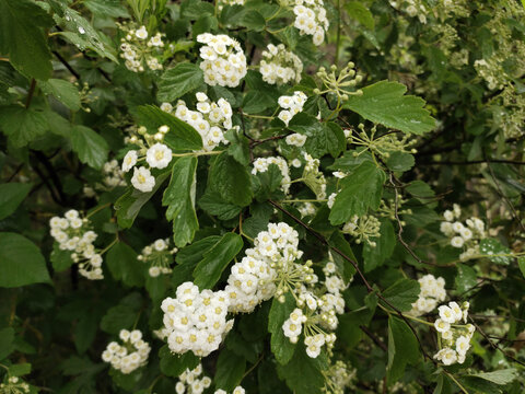 绣线菊花特写