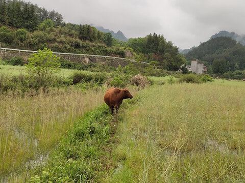 田中牛