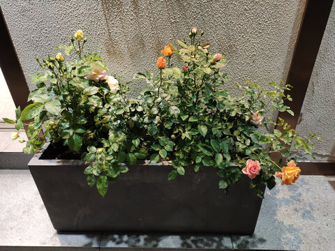月季花