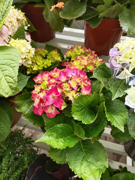 粉色绣球花