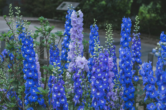 高翠雀花特写