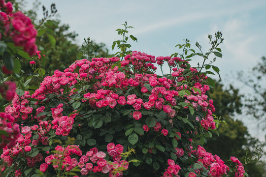 月季花丛