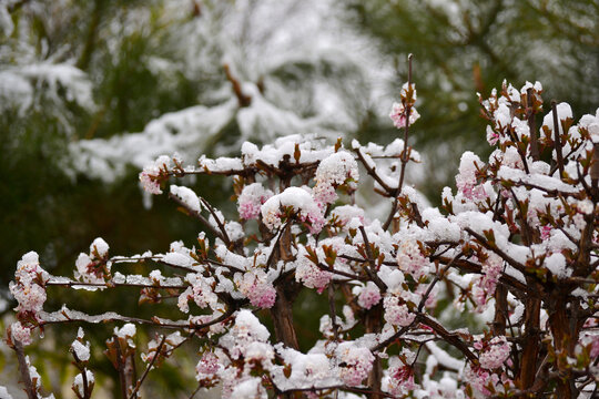 雪压春花