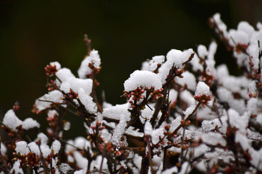 樱花雪