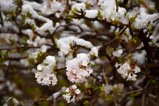 白雪红花