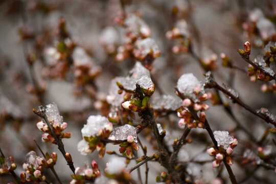 樱花雪