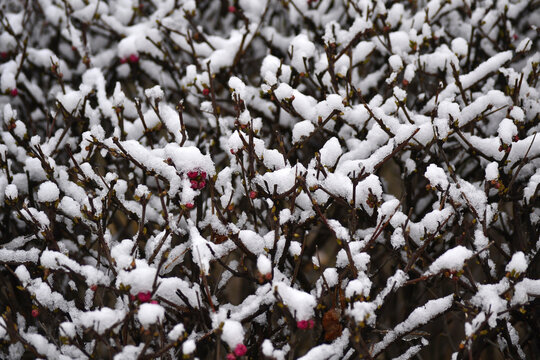 梅花雪