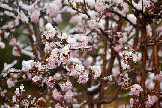 雪压春花