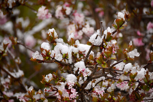 雪压春花