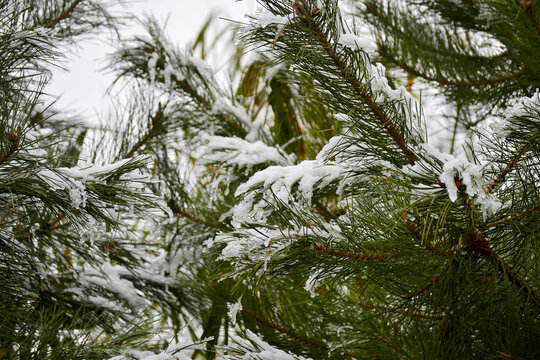 松枝白雪