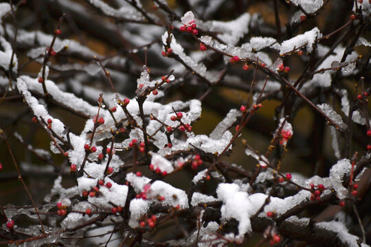 梅花雪