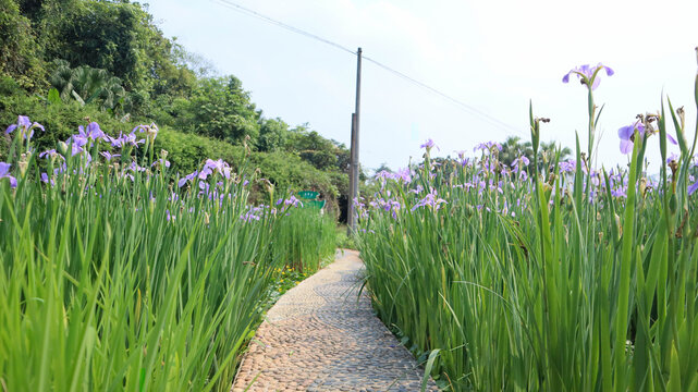 草本植物