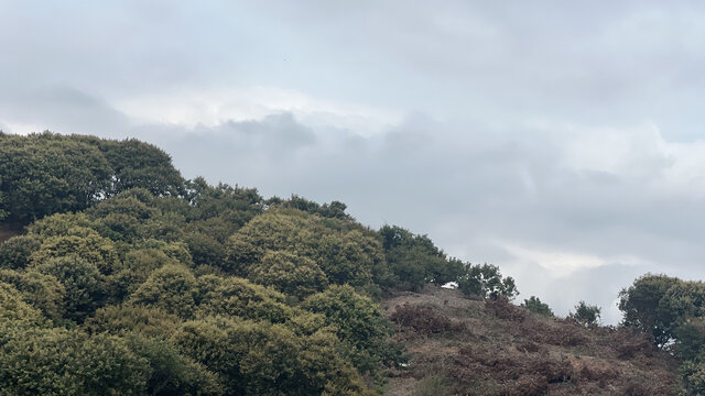 满山遍野荔枝树