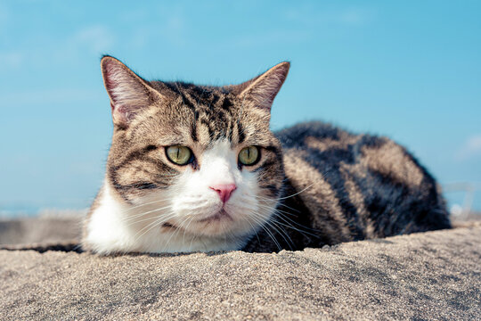 美国短毛猫