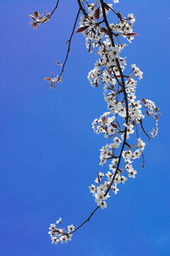 春天果园蓝天一支紫叶梨花