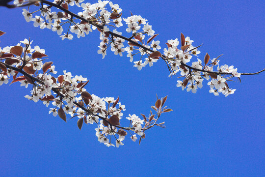 春天果园蓝天紫叶梨花