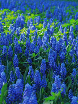 阳光下的亚美尼亚蓝壶花