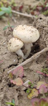 地里的野生可爱小白菇