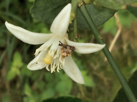 柠檬花虫