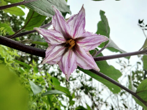 茄子花