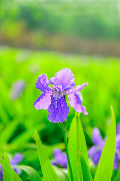 鸢尾花