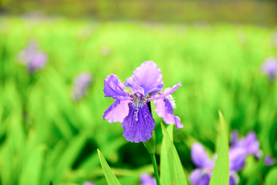 鸢尾花