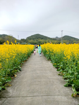 油菜花