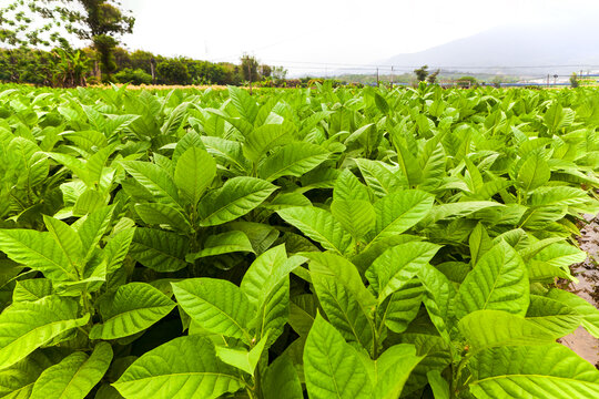 黄烟烟草烟叶