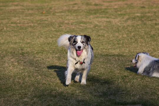 一只边境牧羊犬