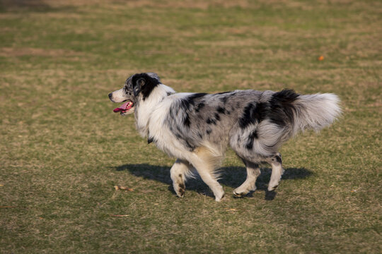 一只边境牧羊犬